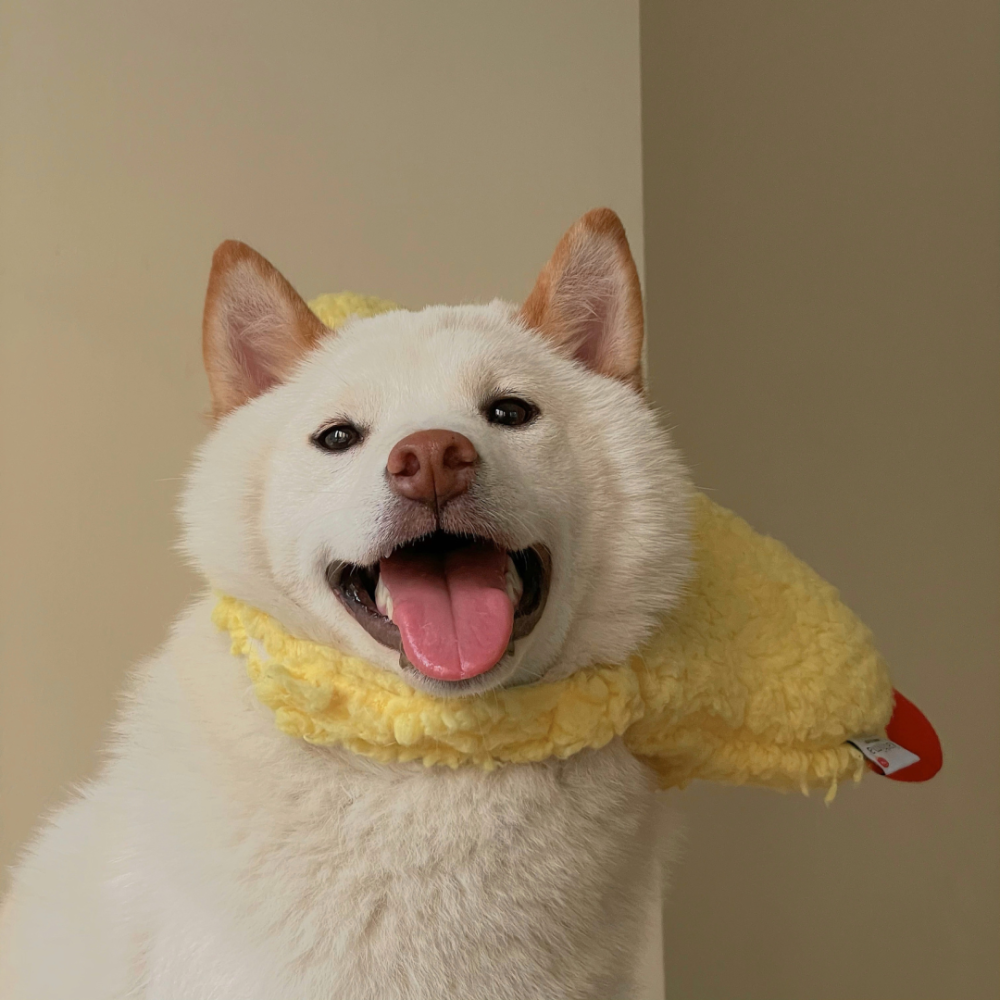 可爱萌宠#喵星人#汪星人#‖你的陪伴不是最长情但却是最常情。