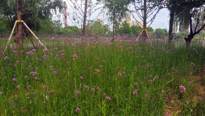 5月19日，在江西吉安后河景区内，柳叶马鞭草正迎风怒放，形成一片美丽的花海。远远望去，如梦如幻，置身其中，温馨浪漫。