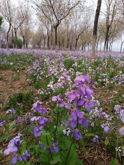 花开的季节