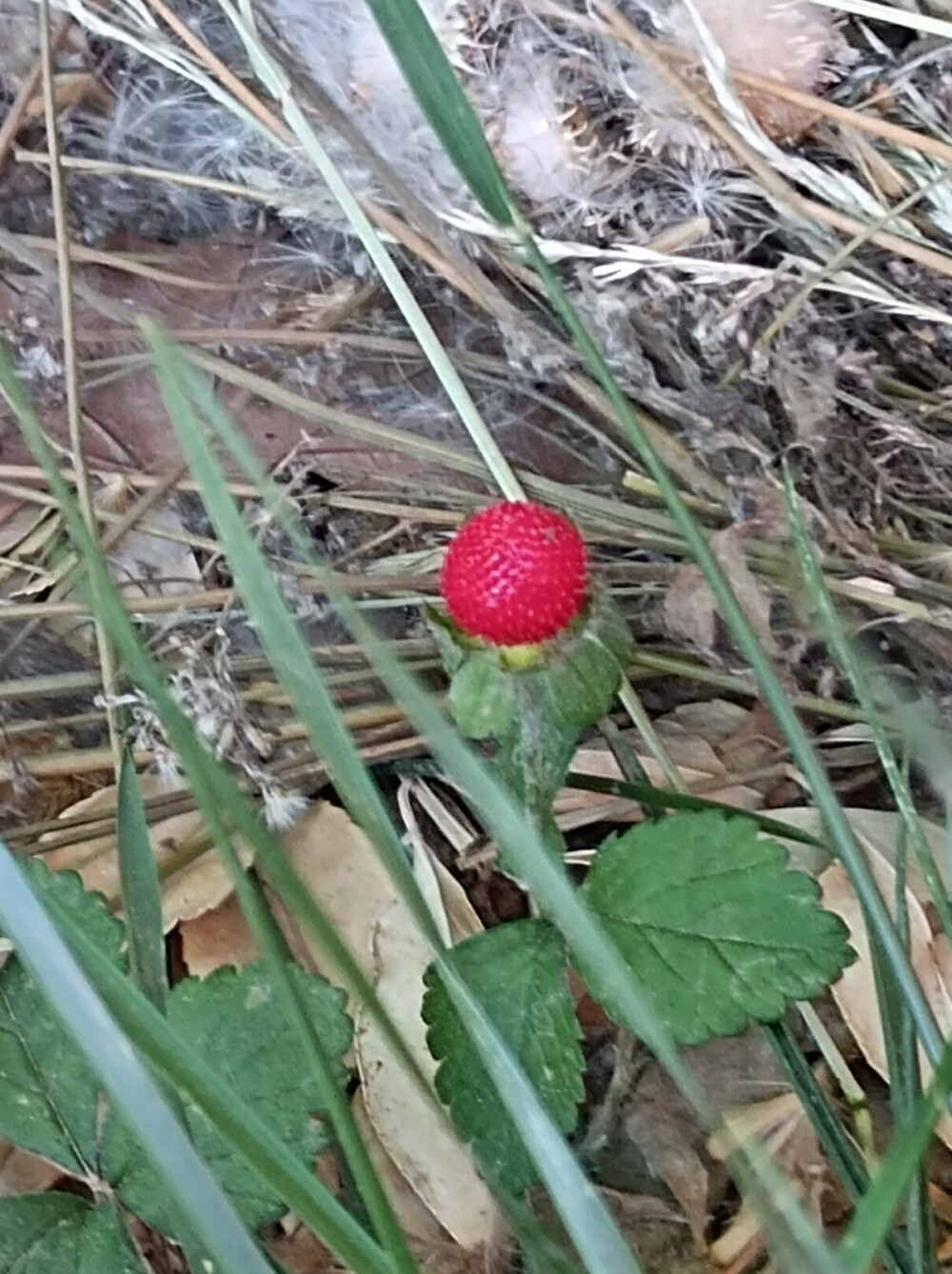 花花