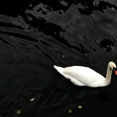 鞠婧祎
©林心宜