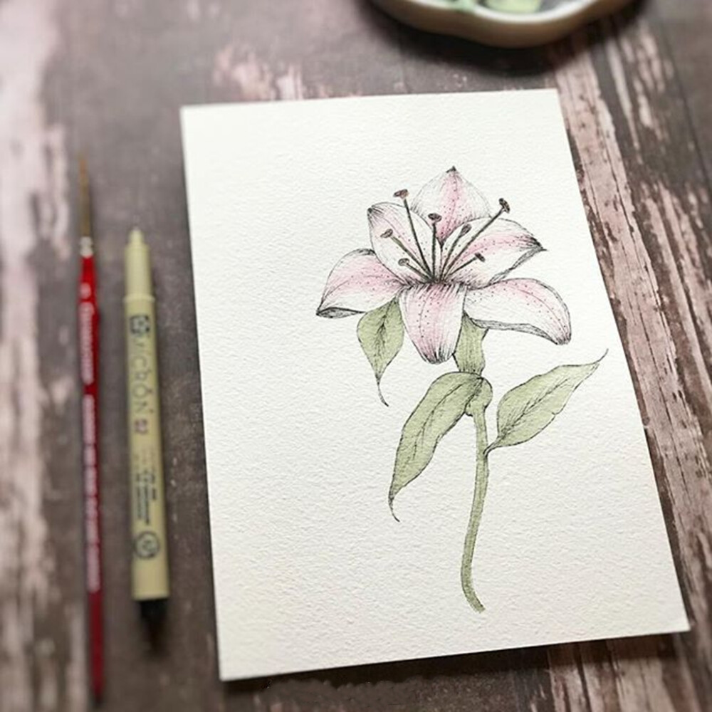 植物绘，ins：jensweeney4 