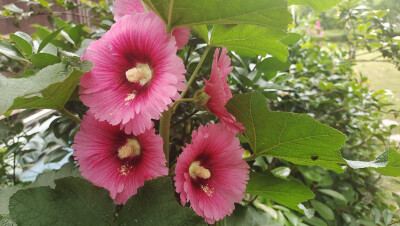 美丽吉安之赏花系列：蜀葵花开 红红火火