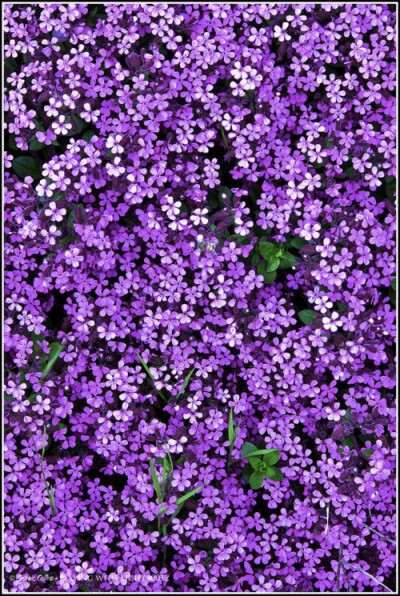 紫色小花