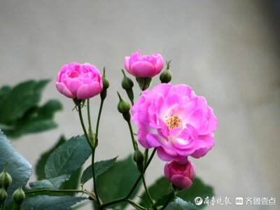 蔷薇之恋