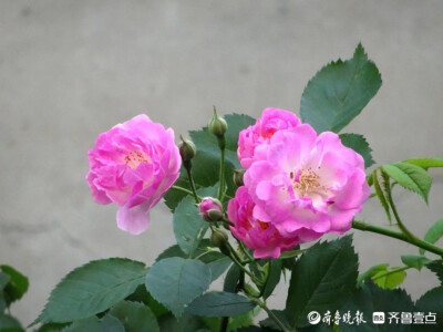 蔷薇之恋