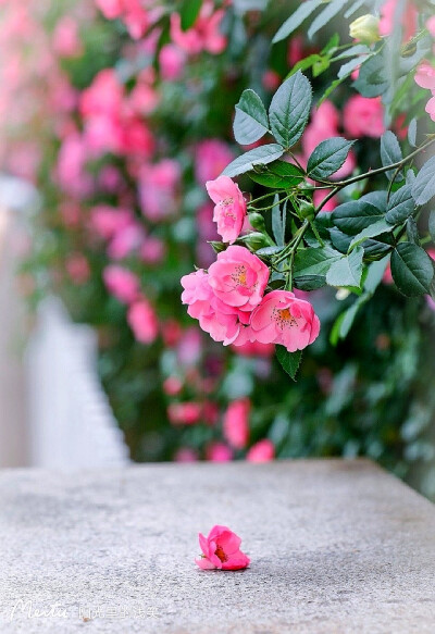 有美人兮，见之不忘