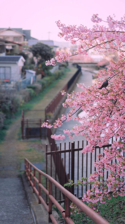 有美人兮，见之不忘