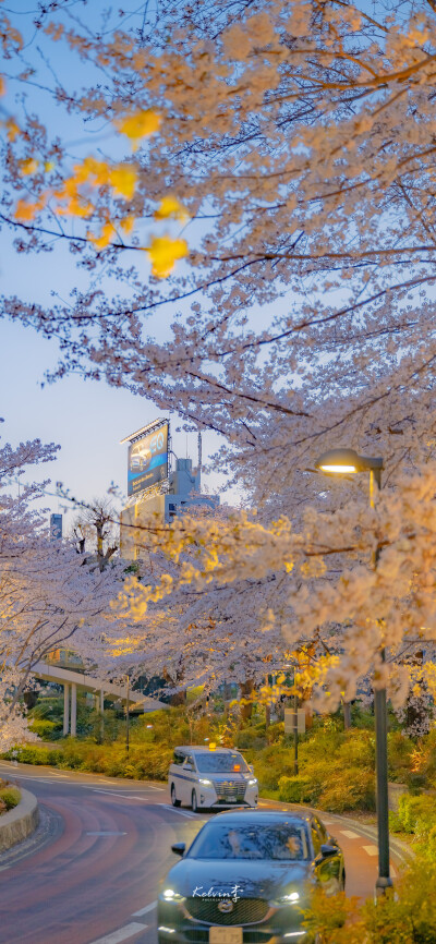 只有日本