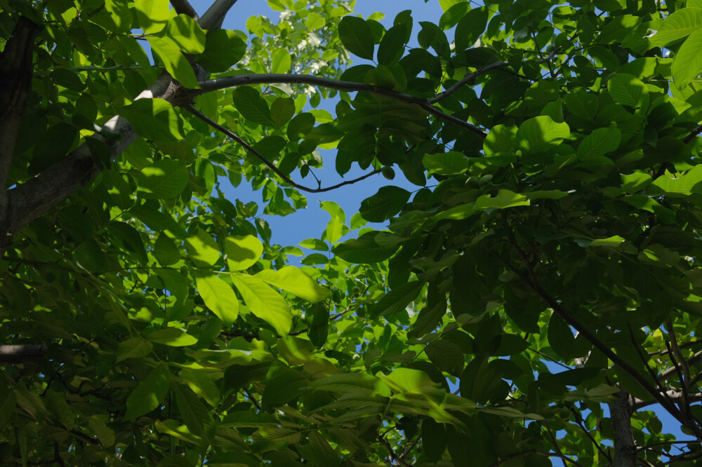 又是一年夏日院子