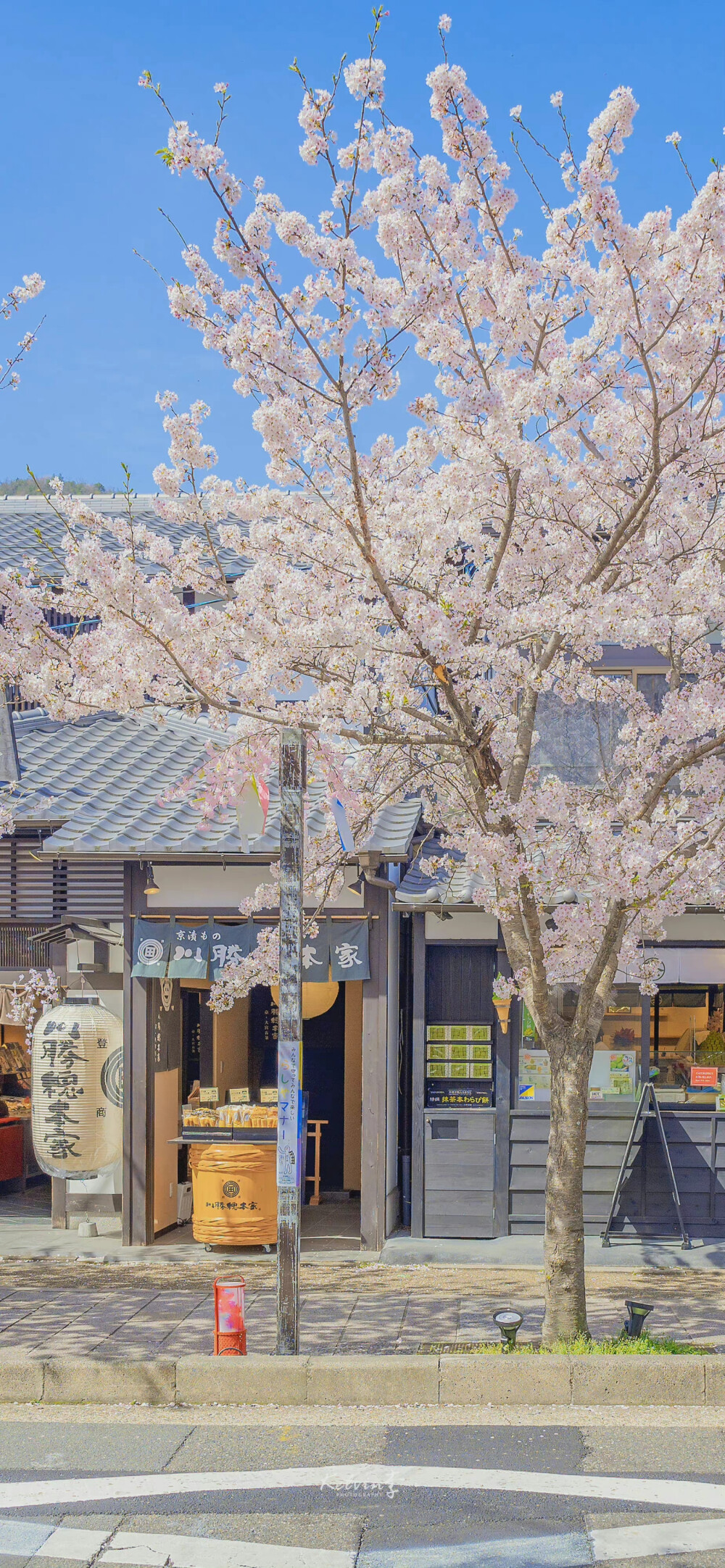 背景 壁纸图 樱花