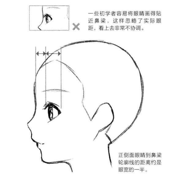 眼睛 头部