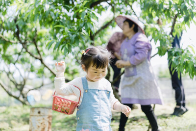 外婆的桃园
摄影：洪小漩
出镜：家人
这是五一假期最后半日，在外婆的桃园里拍的照片。那一日，阳光正好，婆婆帮着外婆修剪过剩的桃子，希望留下的能在盛夏卖个好价钱。
这片桃园，是外公留给外婆的，连着那片樱…