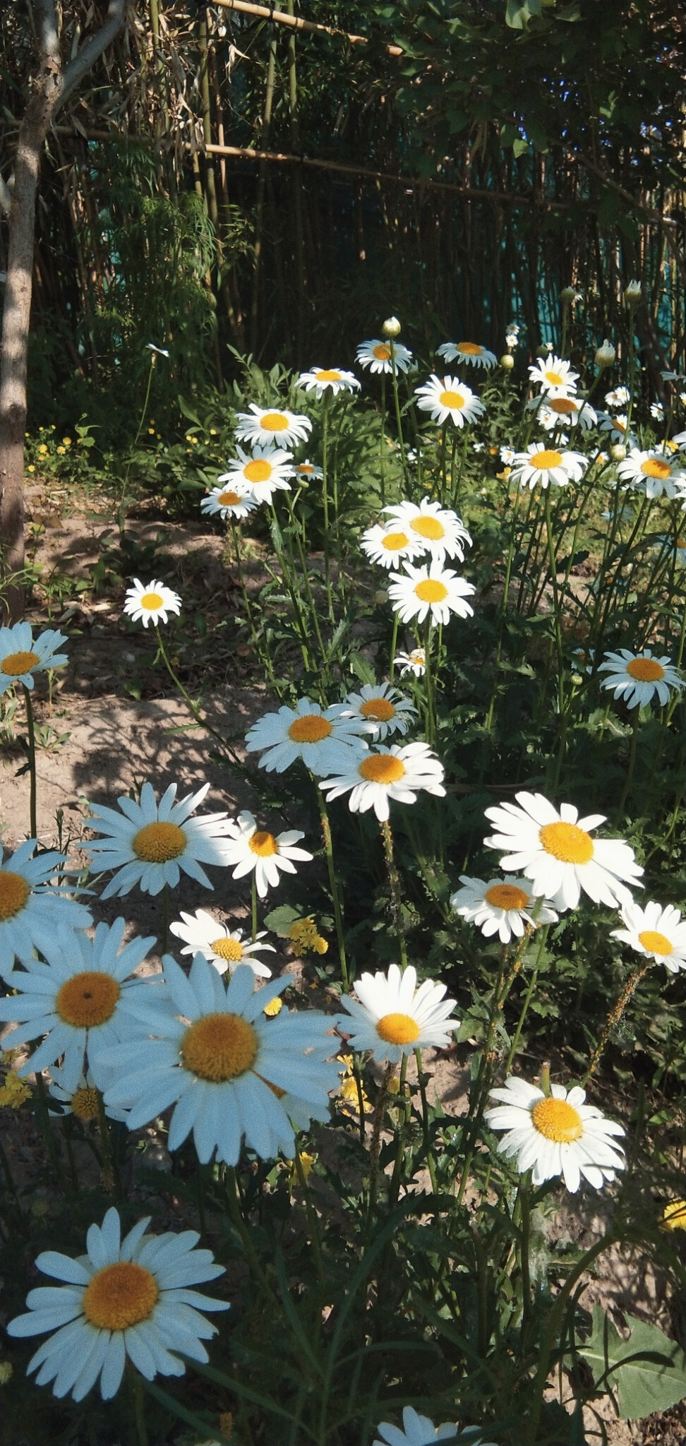 花小雏菊小清新壁纸白色绿色阳光植物