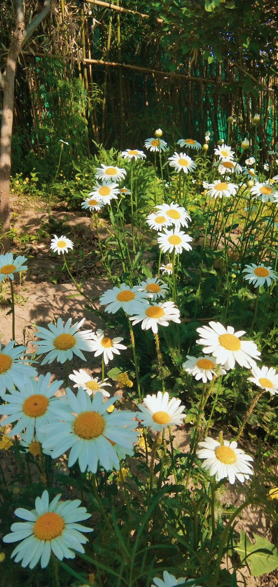 花小雏菊小清新壁纸白色绿色阳光植物
