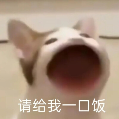 沙雕猫咪表情包