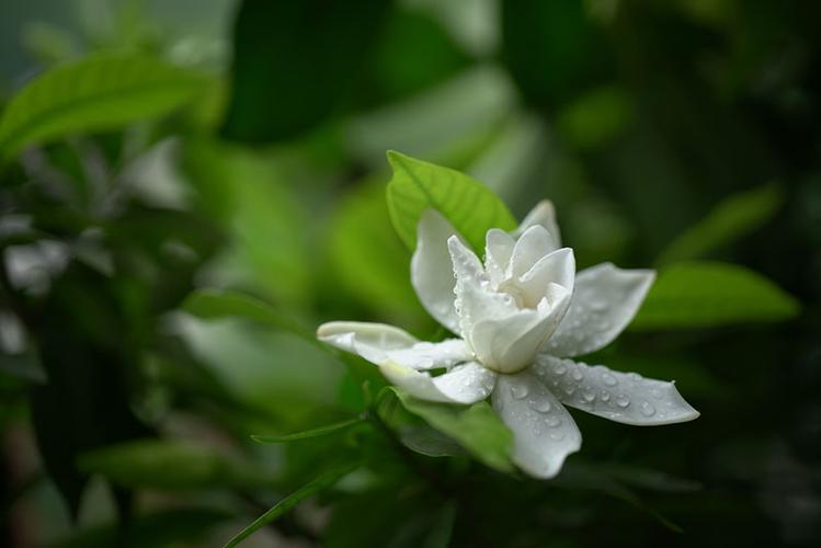 栀子花