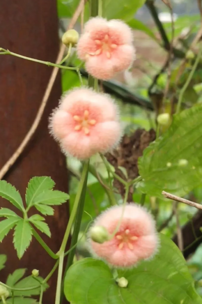 种菜1毛茸茸话翻转花瓣；23堆肥；4废物利用防头发