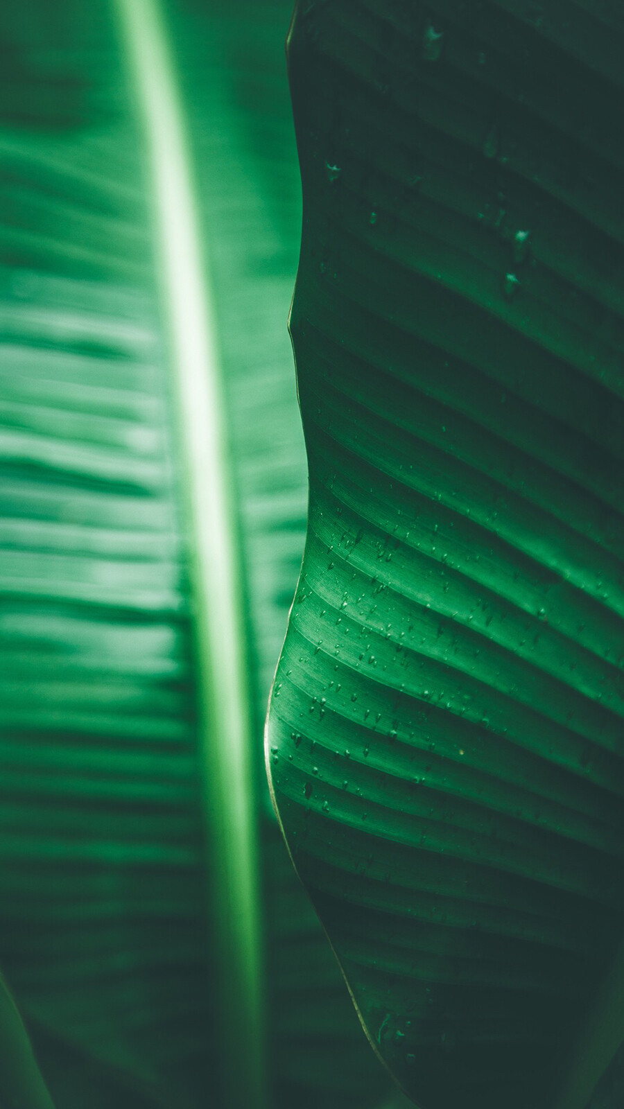 植物配色