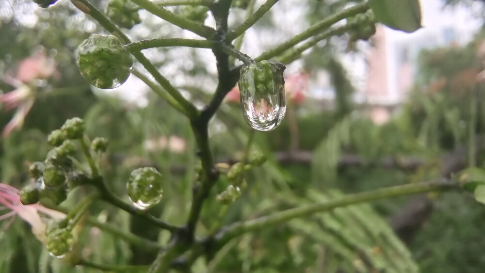 吉安随拍：小雨滴 一道迷人的美丽风景