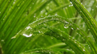 吉安随拍：小雨滴 一道迷人的美丽风景