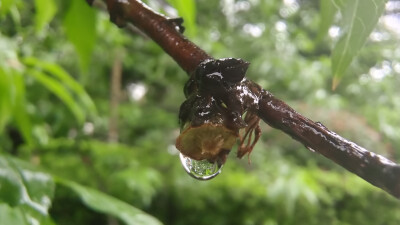 吉安随拍：小雨滴 一道迷人的美丽风景