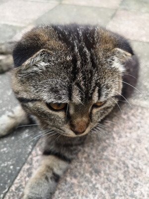 一个小脑袋，可可爱爱