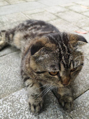 一个小脑袋，可可爱爱