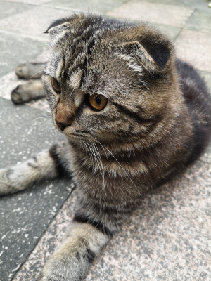 一个小脑袋，可可爱爱