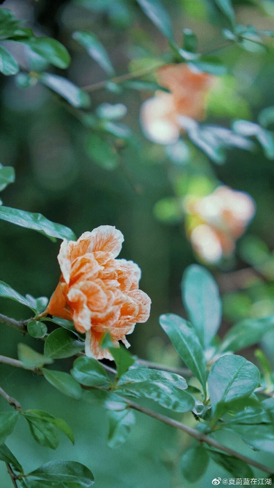 玛瑙石榴/
花朵大如牡丹，花边泛白，颜色丰富，朱红色常见，也有粉红色、白色，花期5-6月，果期9-10月。