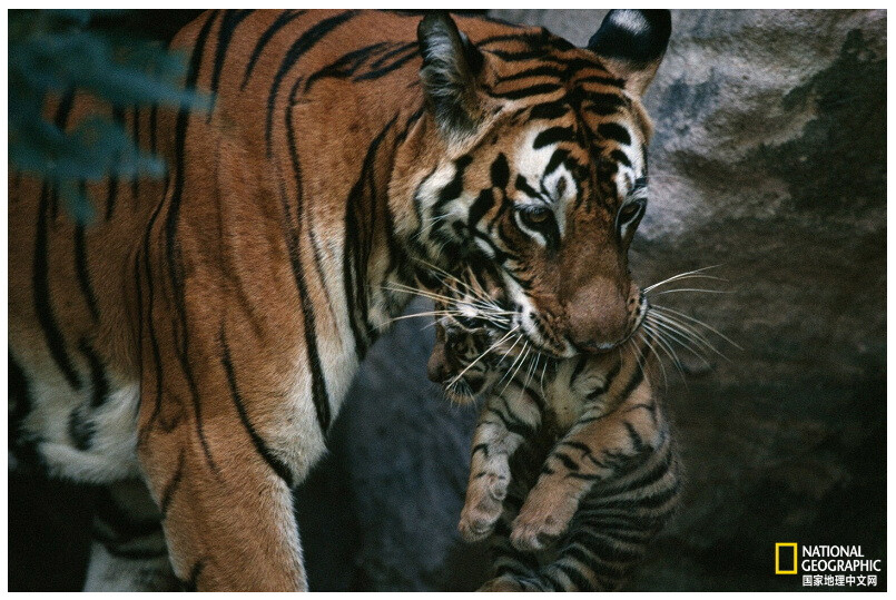 虎妈与虎仔
这里是印度的班德哈瓦加国家公园（Bandhavgarh National Park），这只名叫Sita的虎妈妈正在将她的一只幼崽转移到更安全的地方。摄影：Michael Nichols