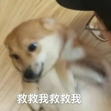 柴犬 表情包