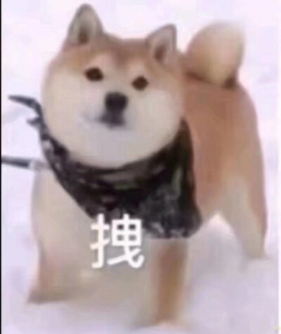 柴犬 表情包