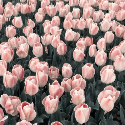 神的遗作
➢裴珠泫
©初植