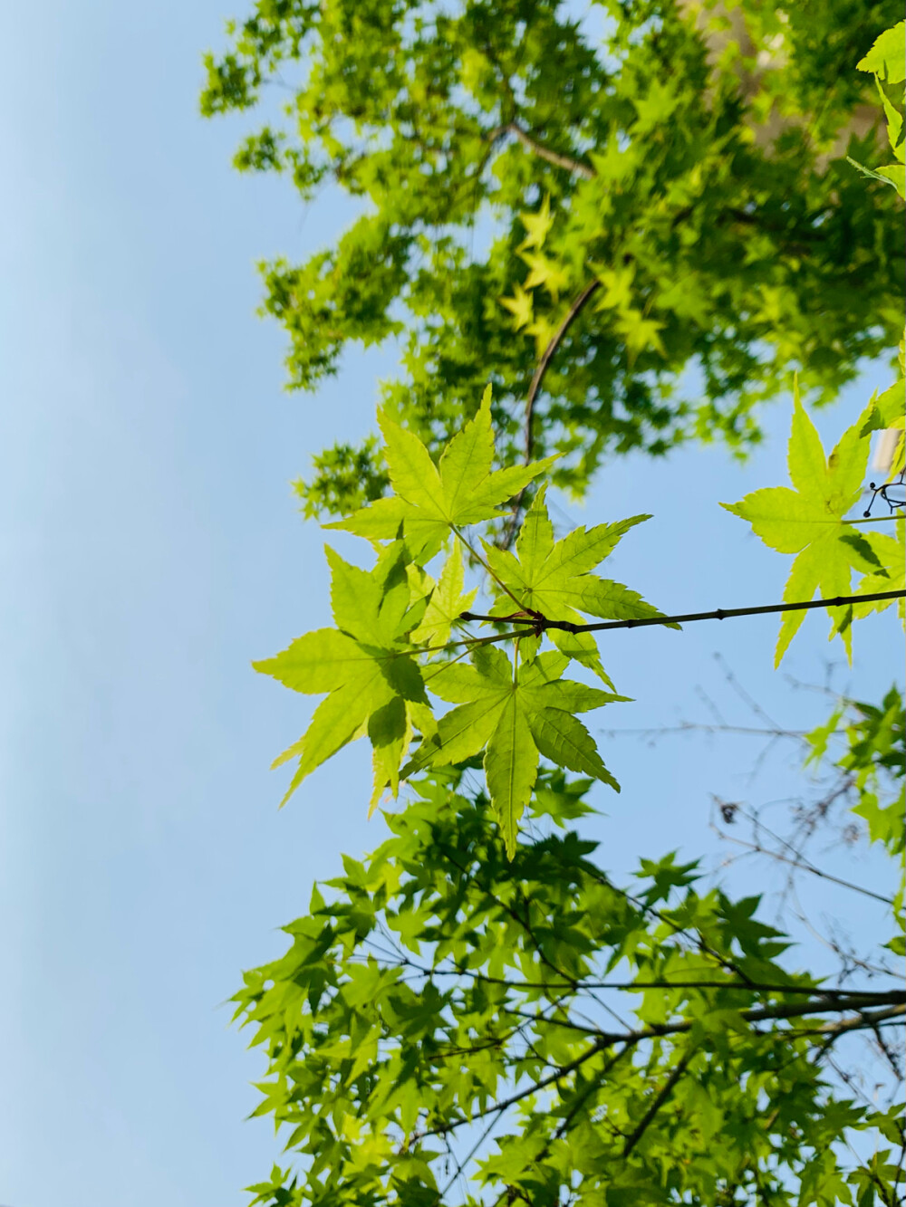 阴雨天，怀念好天气～ 枫叶永远是心头好