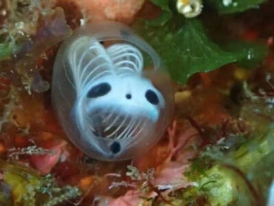 这是一种真实的生物，熊猫骷髅海鞘ascidians