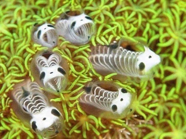 这是一种真实的生物，熊猫骷髅海鞘ascidians