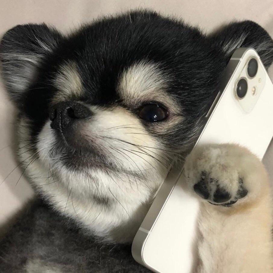 dog - 堆糖,美图壁纸兴趣社区