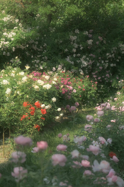  ℎ
玫瑰是神明赠与人间的情诗 ​​​
早安.
摄影师/温叁叁-