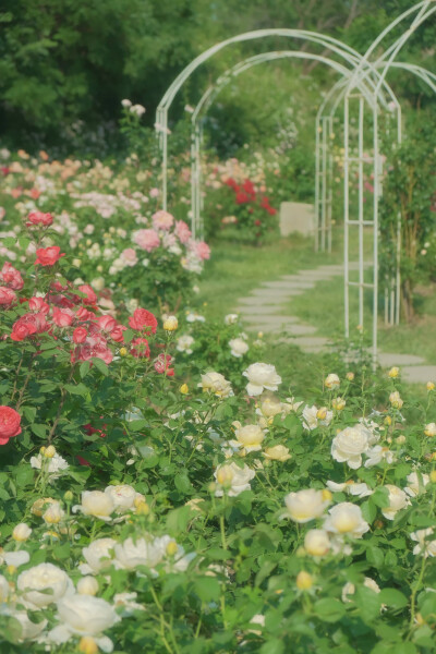  ℎ
玫瑰是神明赠与人间的情诗 ​​​
早安.
摄影师/温叁叁-