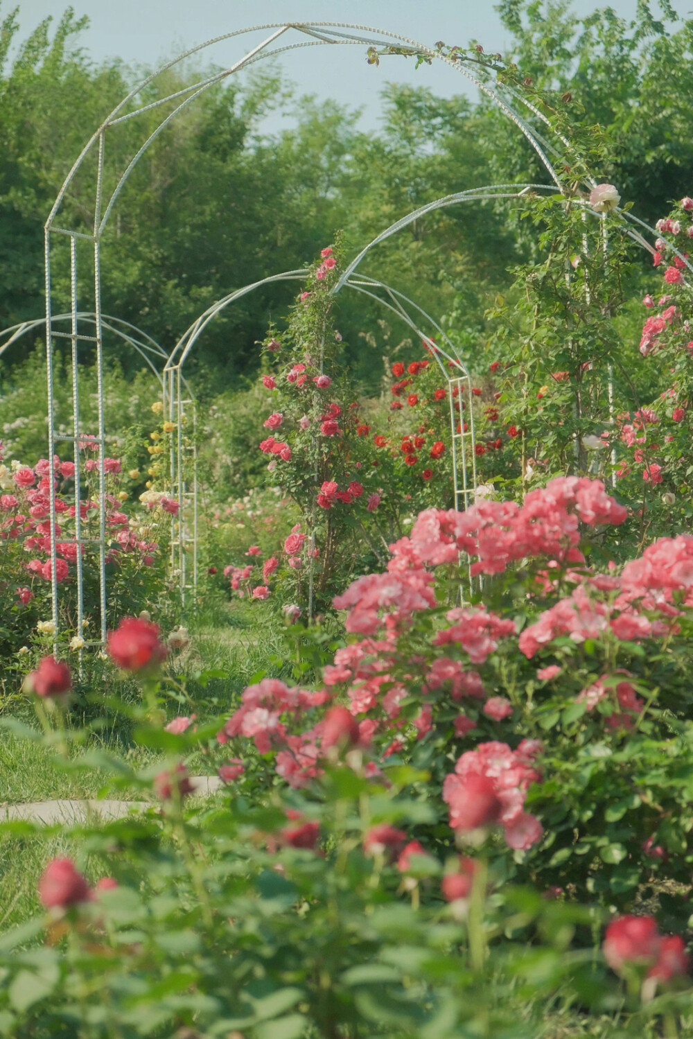  ℎ
玫瑰是神明赠与人间的情诗 ​​​
早安.
摄影师/温叁叁-