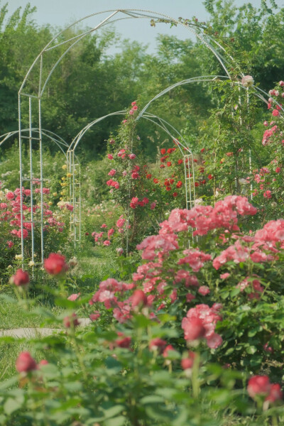  ℎ
玫瑰是神明赠与人间的情诗 ​​​
早安.
摄影师/温叁叁-