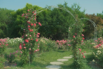  ℎ
玫瑰是神明赠与人间的情诗 ​​​
早安.
摄影师/温叁叁-