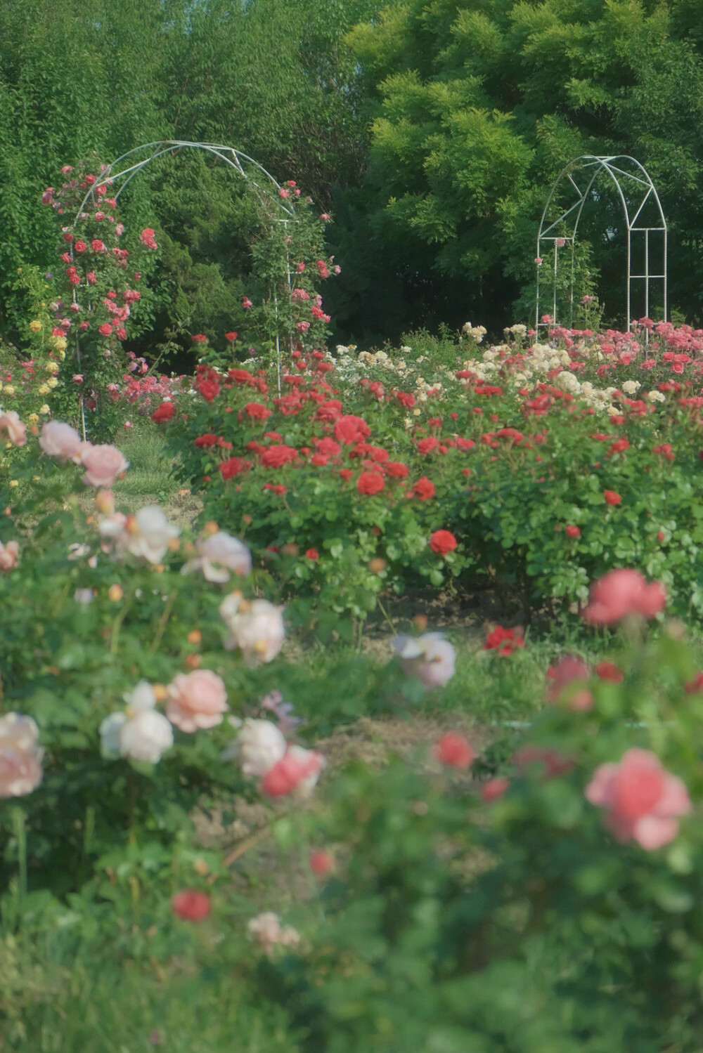  ℎ
玫瑰是神明赠与人间的情诗 ​​​
早安.
摄影师/温叁叁-