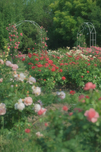  ℎ
玫瑰是神明赠与人间的情诗 ​​​
早安.
摄影师/温叁叁-