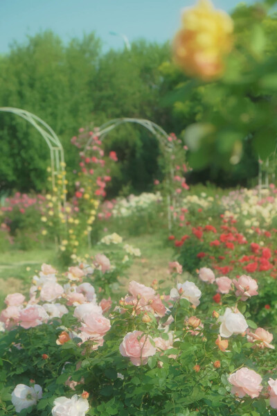  ℎ
玫瑰是神明赠与人间的情诗 ​​​
早安.
摄影师/温叁叁-