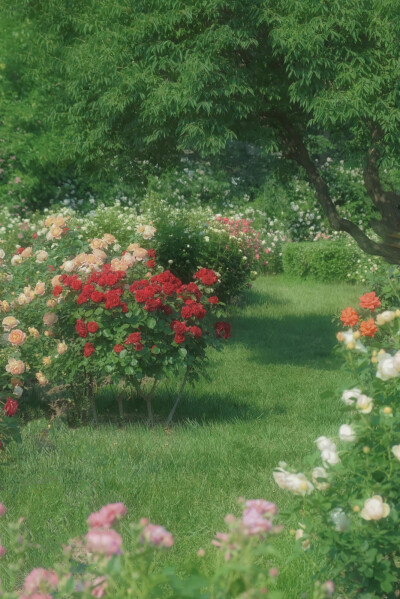  ℎ
玫瑰是神明赠与人间的情诗 ​​​
早安.
摄影师/温叁叁-