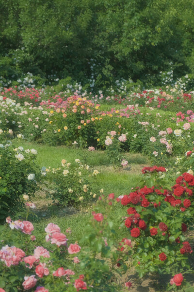  ℎ
玫瑰是神明赠与人间的情诗 ​​​
早安.
摄影师/温叁叁-