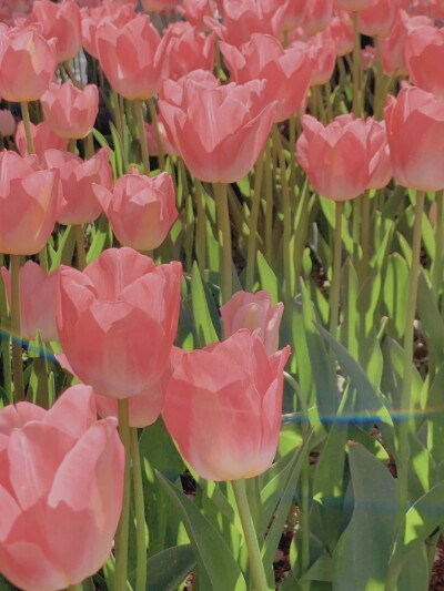 ：走吧 女孩，去看红色的朝霞。