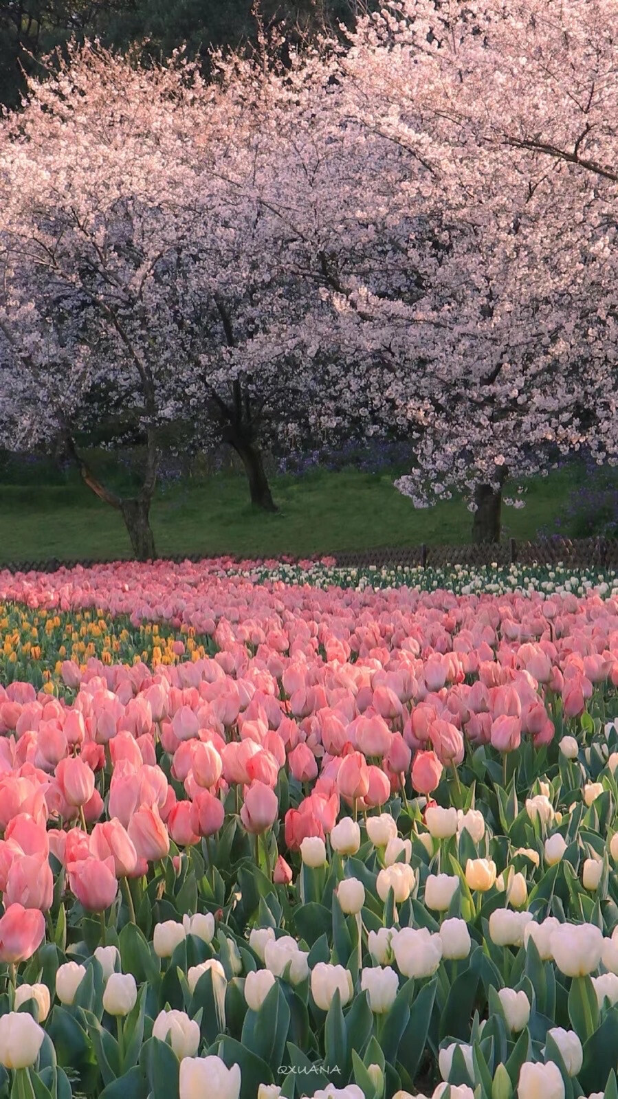 ：走吧 女孩，去看红色的朝霞。